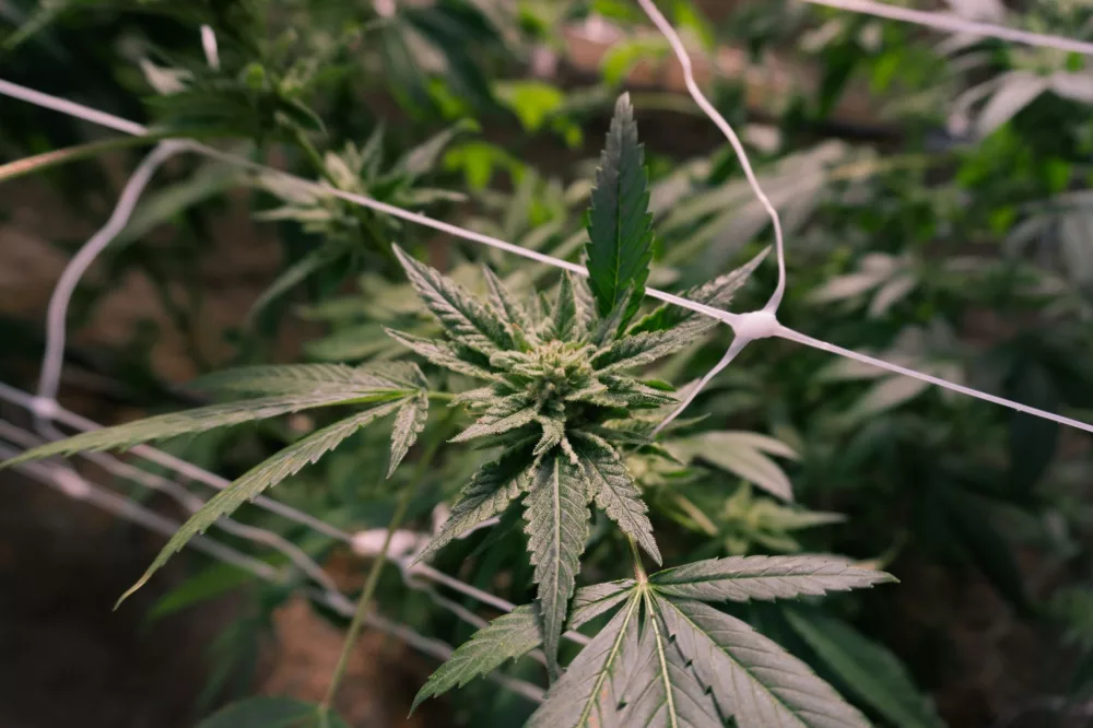 Vireo Health: A Deep Dive into a Medical Cannabis Pioneer's Journey